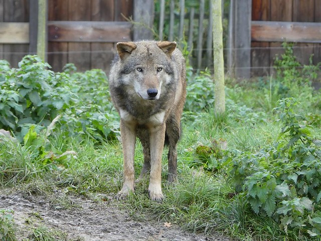 Eurasischer Wolf, GaiaZOO