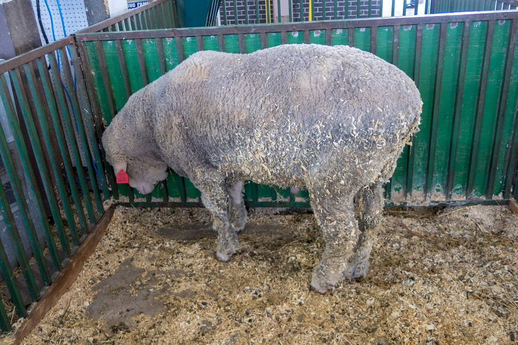Sad looking sheep at Iowa State Fair