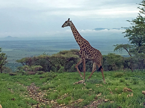 giraffe plains view africa tanzania natgeoexpeditions 180121 ngorongoro nca