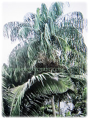 Metroxylon sagu (Bataua Palm, Seje Palm, Pataua Palm, Ungurahui) is a fast-growing solitary palm, reaching up to 25 m tall, 11 Jan 2018