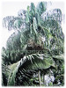 Oenocarpus bataua (Bataua Palm, Seje Palm, Pataua Palm, Ungurahui)