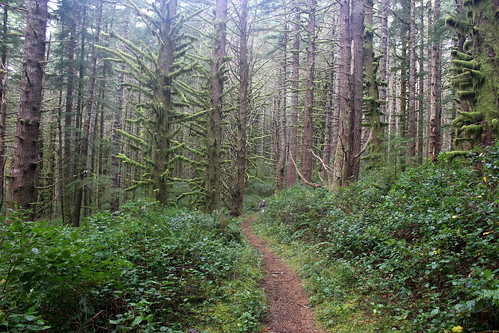 cape mountain berry creek siuslaw national forest hiking oregon florence princess tasha scurvy ridge trail nelson coastal