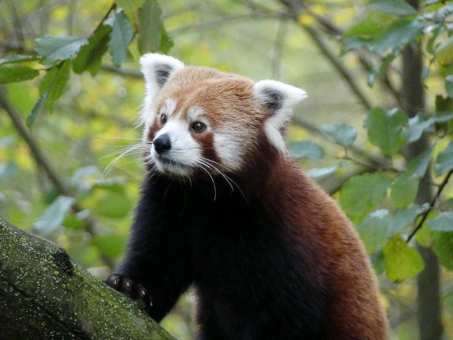 Roter Panda, GaiaZOO