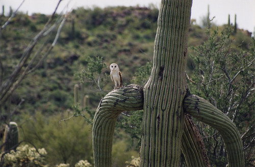 A funny little owl in a prickly saguaro cactus, Arizona