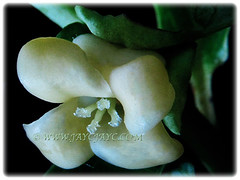 Fragrant creamy-white flowers of Diospyros kaki (Asian Persimmon, Japanese Persimmon, Oriental Persimmon, Buah Pisang Kaki in Malay), Feb 28 2018