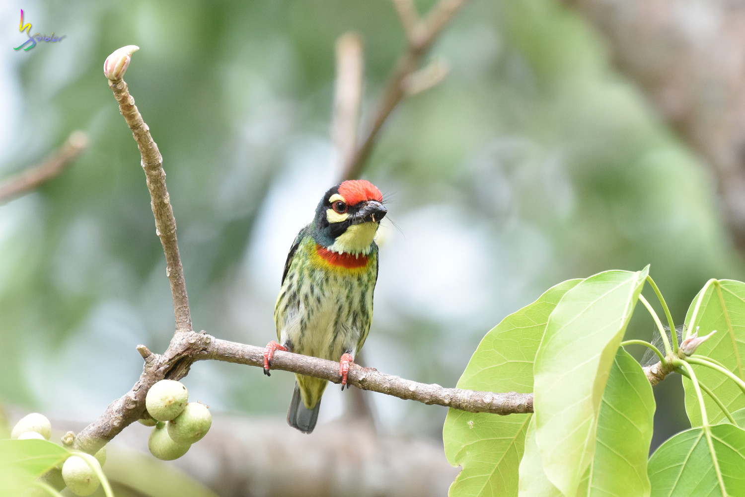 Coppersmith_Barbet_1767