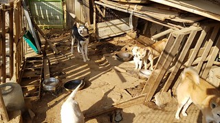 Busan KAPCA closes down "meat dog" farm and rescues 27 dogs in Yangsan