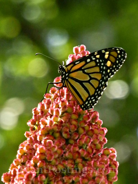 monarch on sumac 2