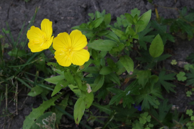blurry photo of two four-petaled yellow flowers