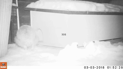 Hedgehog In The Snow