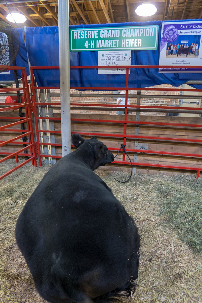 Cattle Barn at Iowa State Fair