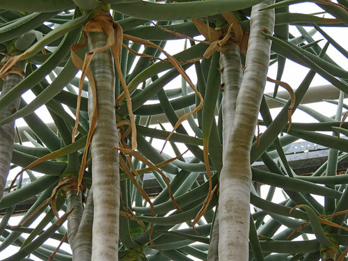 A Yucca tree in the Hortus Botanical Garden in Amsterdam, Holland