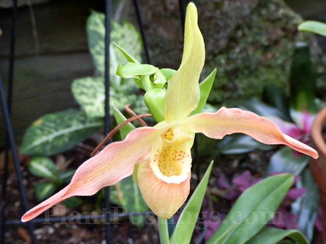 orchid phrag geigelstein