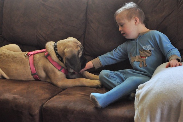 Best Dogs for Kids with Down syndrome