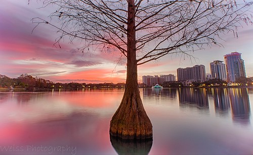 cypress cypresstree nature tree sunrise colorful color cloudlovers cloudheaven reflecting reflection beautiful mornings lonely longshutterspeed longexposurejunkies longexposurephotography canonoffical canon lakeeola downtown downtownorlando urbanorlando urban citybeautiful cityscape landscapephotography landscape orlando florida winter hdr hdrphotography blending layers ngc