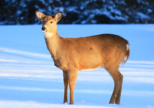 whitetailed deer doe lake meyer park winneshiek county iowa larry reis