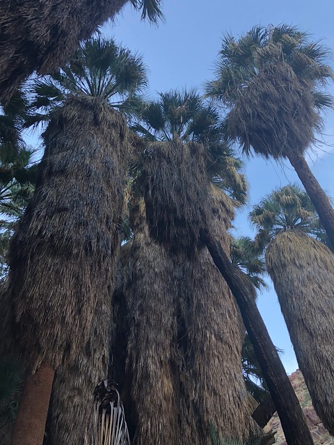 Borrego Springs - the big palms