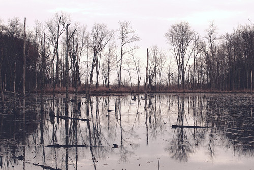 calvertmd calvert maryland calvertcliffsstatepark calvertcliffs landscape mirrorimage mirror reflections reflection