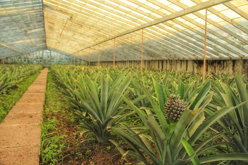 A. Arruda Pineapple Plantation, São Miguel