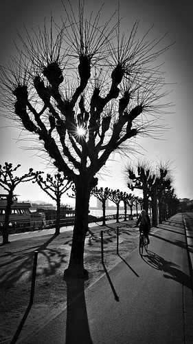 tree street bicycle river silhouette blackwhite blackandwhite sunrise morning