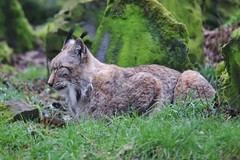 sleepy Lynx