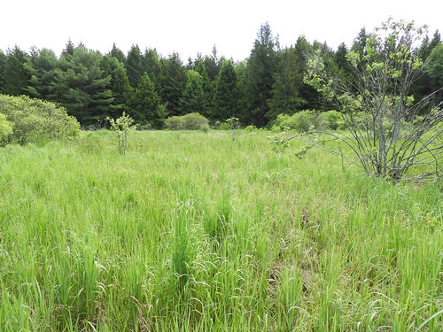 beavermeadows anf f17woo26 calamagrostiscandensis calamagrostismarsh habitatforarcticskipper