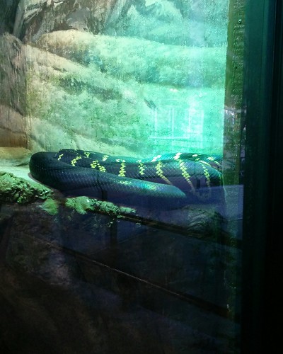 Boelen's python #toronto #torontozoo #reptiles #snakes #boelenspython #latergram
