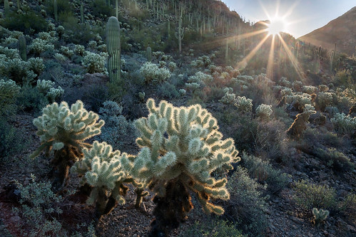 arizona pimacounty sonorandesert tucsonmountainpark usa unitedstates desert landscape outdoor sonoran