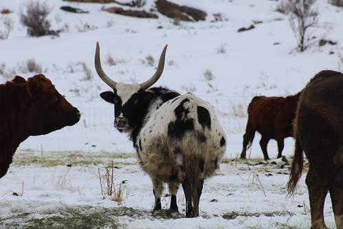 cattle bull bovine longhorn livestock