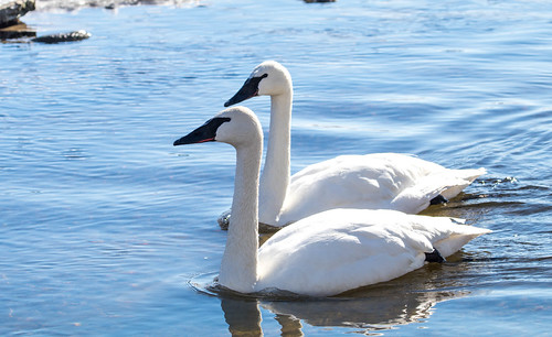 Trumpeter Swan