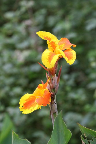flower botany flickr ecuador2017 provinciadenapo ecuador ec