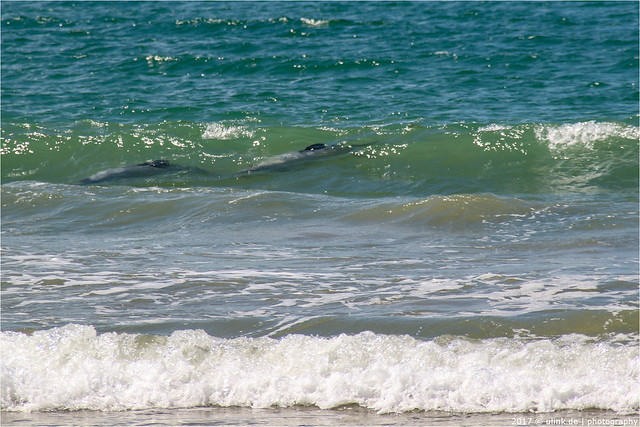 _surfin'_dolphins