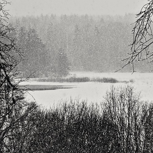 stefanorugolo pentax k5 pentaxk5 ricohimaging snowing monochrome landscape tree lake hälsingland sverige sweden blackandwhite