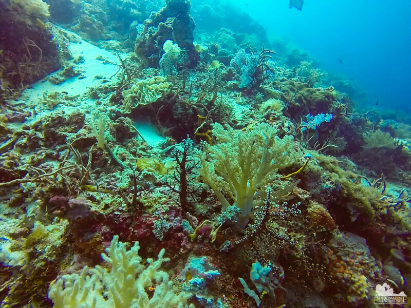Yellow nephtheidae and black nidaliidae corals