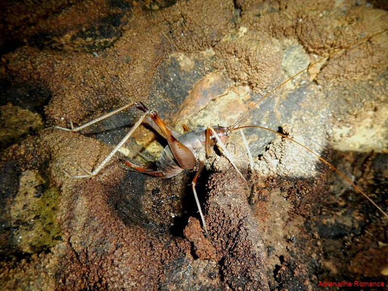Cave cricket