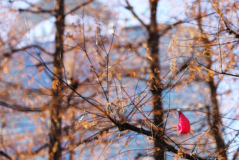 Leica M TYP240+Elmarit 90mm f2.8東池袋中央公園。木の枝に絡め取られてしおれた赤い風船