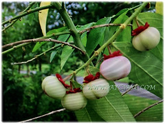 Prolific fruiting shrub of Sauropus androgynus (Star Gooseberry, Sweet Leaf Bush, Sabah Vegetable, Katuk, Sayur Manis in Malay), March 6 2018