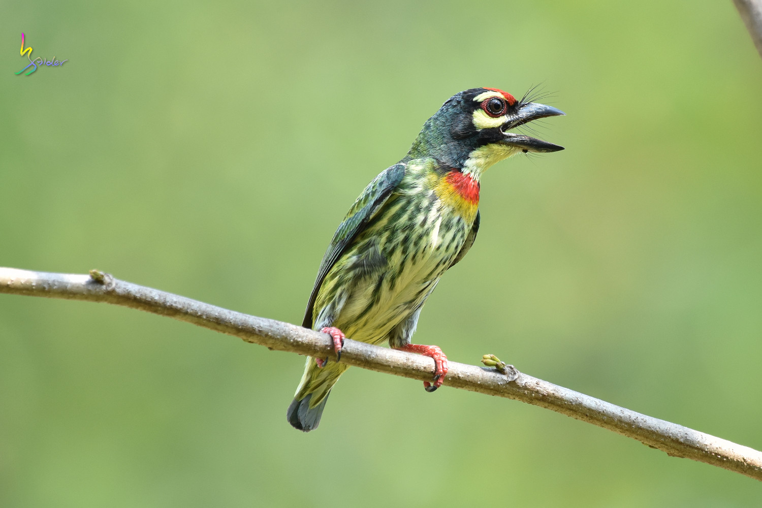 Coppersmith_Barbet_7583