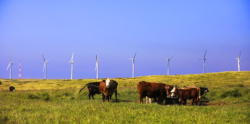 hawaii kalae southpoint southcape bigisland road turbines wind windfarm windmill tawhiripower cattle bovine watertrough drinking pakininui wyojones np