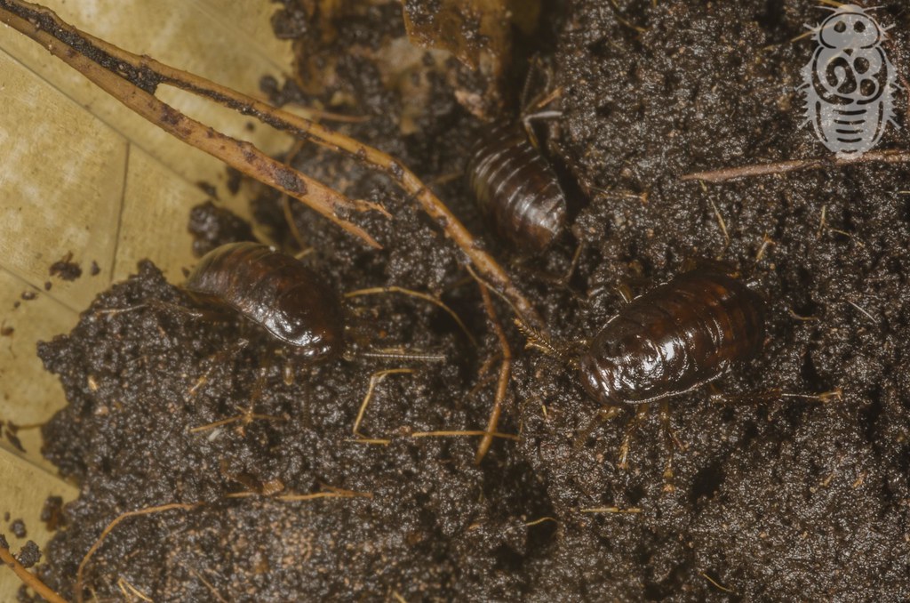 Megaloblatta longipennis - First Nymphs Ever!!!! :-D