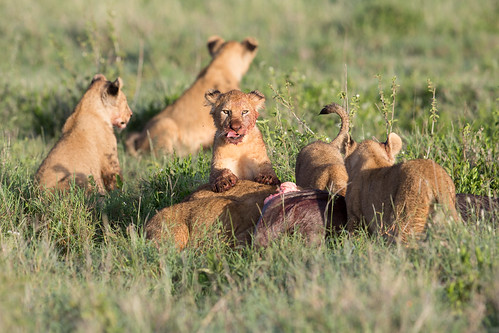 2018 africa ascilia bigcat canon300mmf28 namiri pantheraleo prideoflions serengeti tanzania blood cat cubs eating nature predator safari wildcat wildlife flickrbigcats