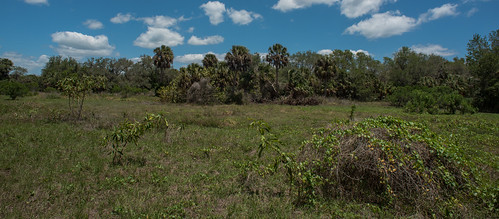 forest randell research center bokeelia florida nature natural lee county pine island usa unitedstatesofamerica woods south southern southeast