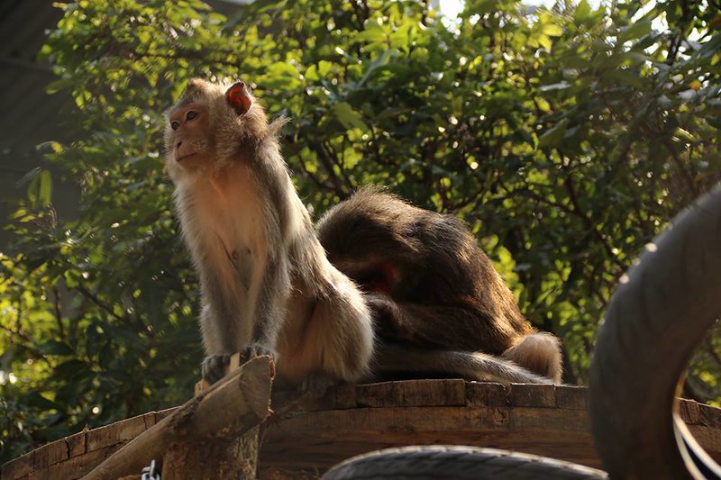 Macaques in the new enclosure
