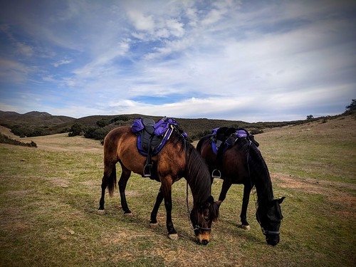 horses adventure mountains sky clouds exploring california equine ride endurance cloudy weather wild graze scenery scenic beautiful colorful colors purple rest peaceful neigh flickr photo photograph image capture camera