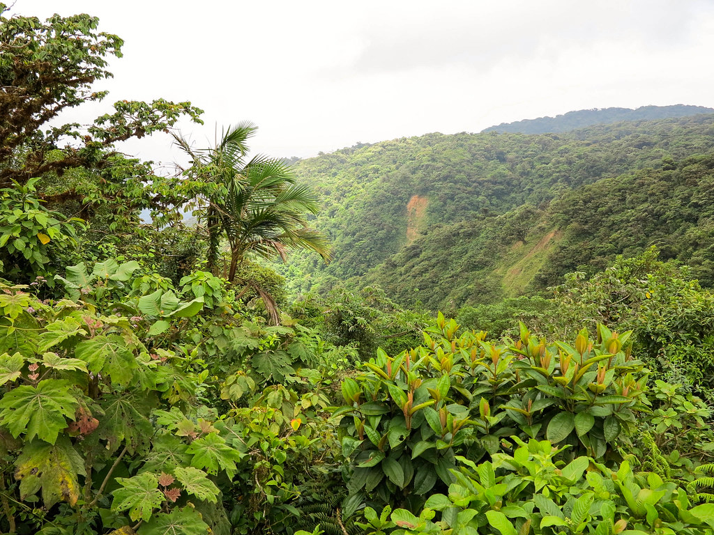 Bosque nuboso en Costa Rica