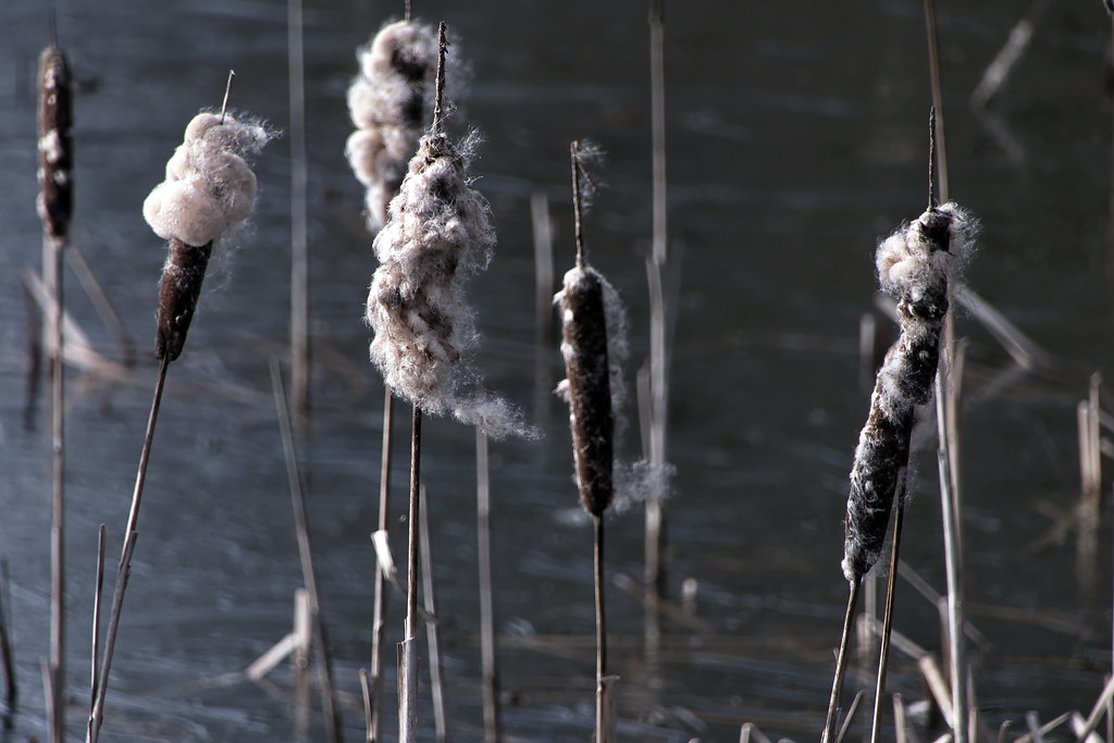 winters riet - winter reed