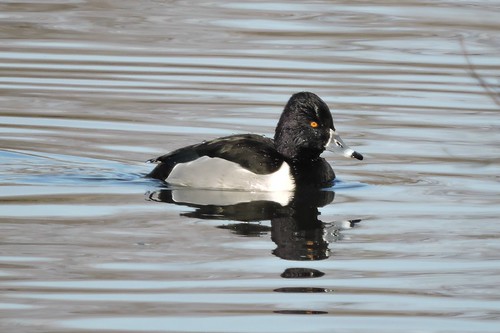 #3 Ring-necked Duck