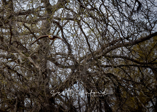 80d baldeagle canon ef100400mmf4556lii eos easttexas naturalbeauty naturallight nature nest outdoor raptor texas wildlife animals beautiful birds spring