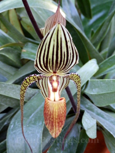 orchid paph rothschild