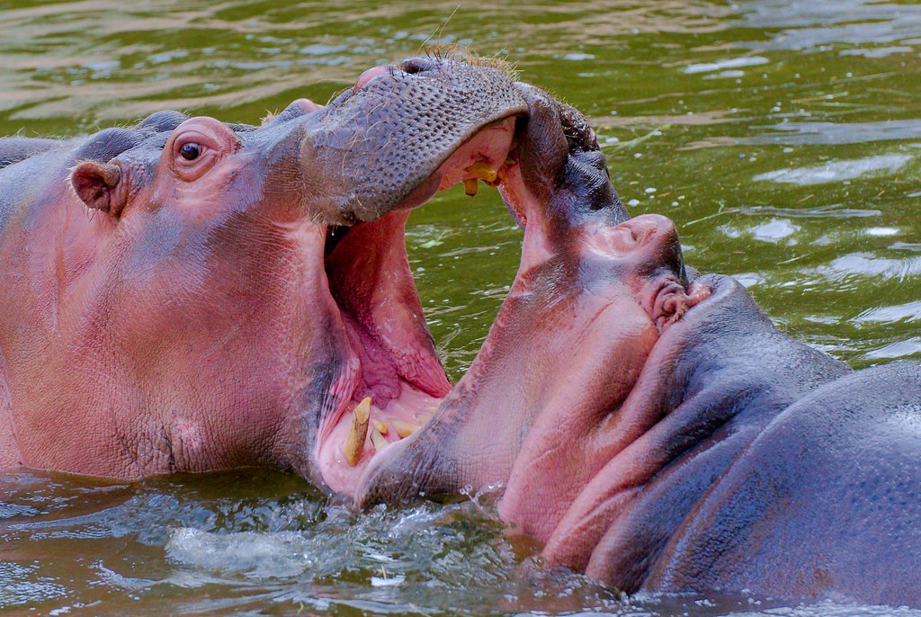 Hippos_35